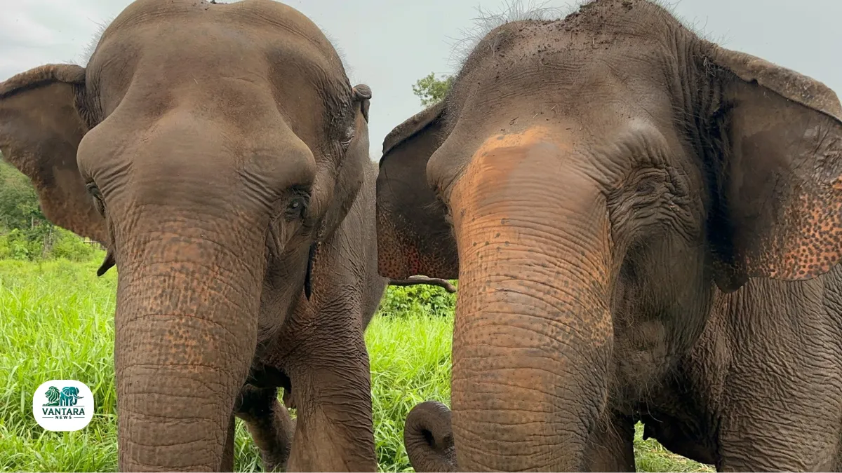 vantara zoo jamnagar