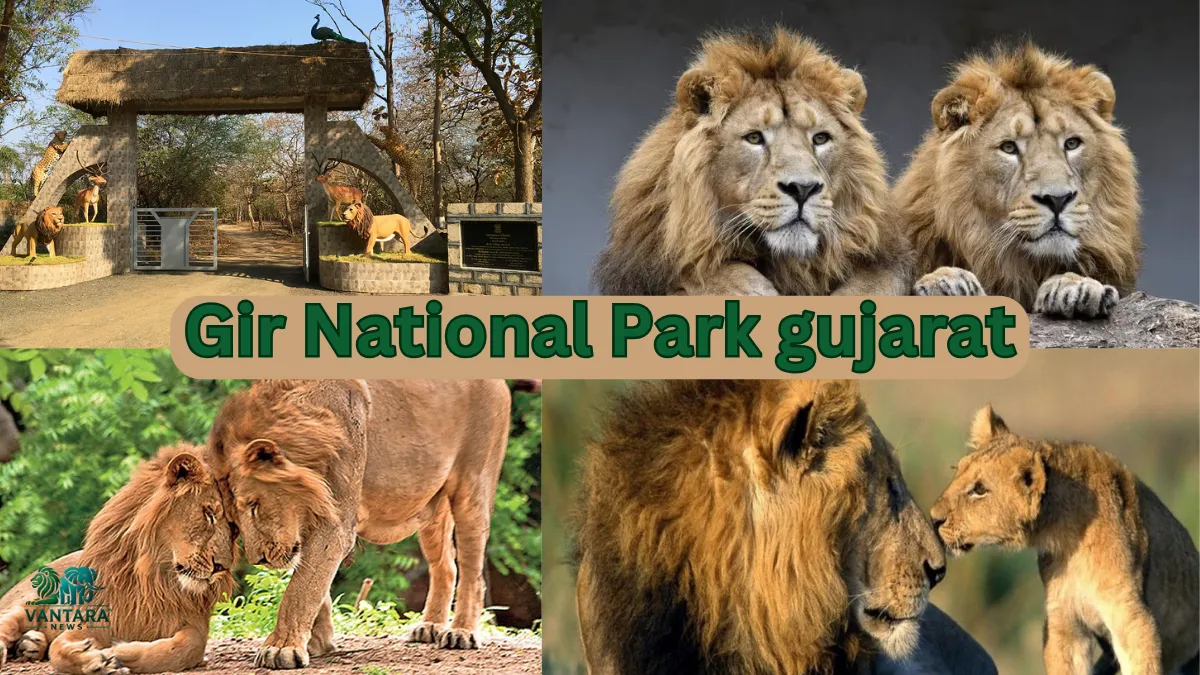 Gir National Park