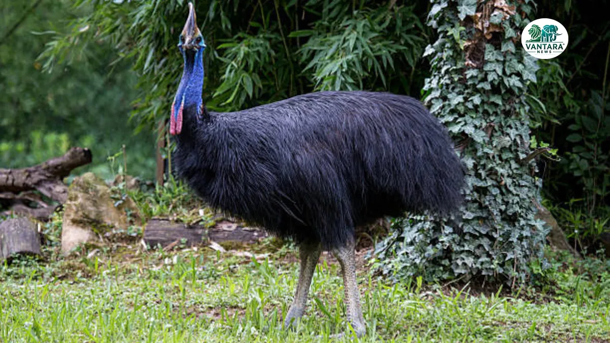 Cassowary