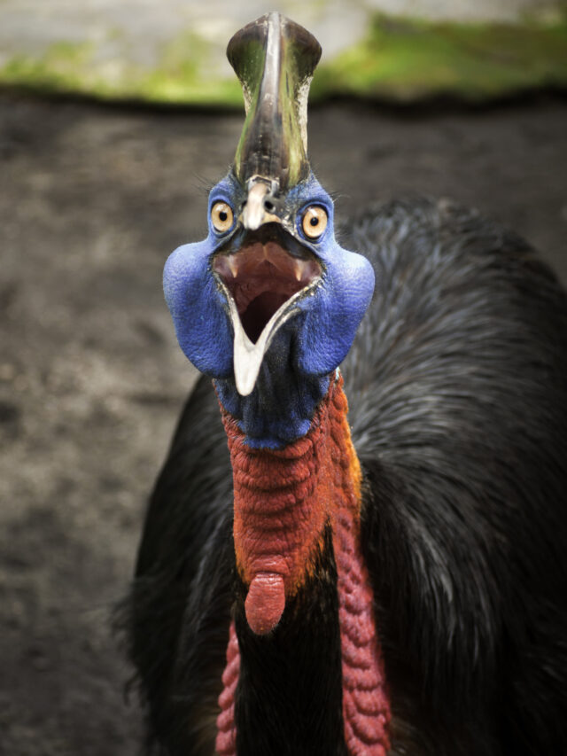 Cassowary दुनिया का सबसे खतरनाक पक्षी इंसानों का भी करता है शिकार,  जीवित डायनासोर की तरह दिखते हैं यह पक्षी