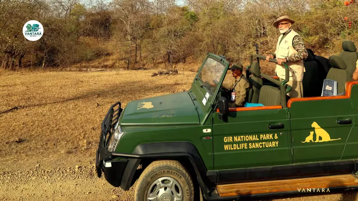 PM Narendra Modi with Asiatic Lions in Gir Gujarat