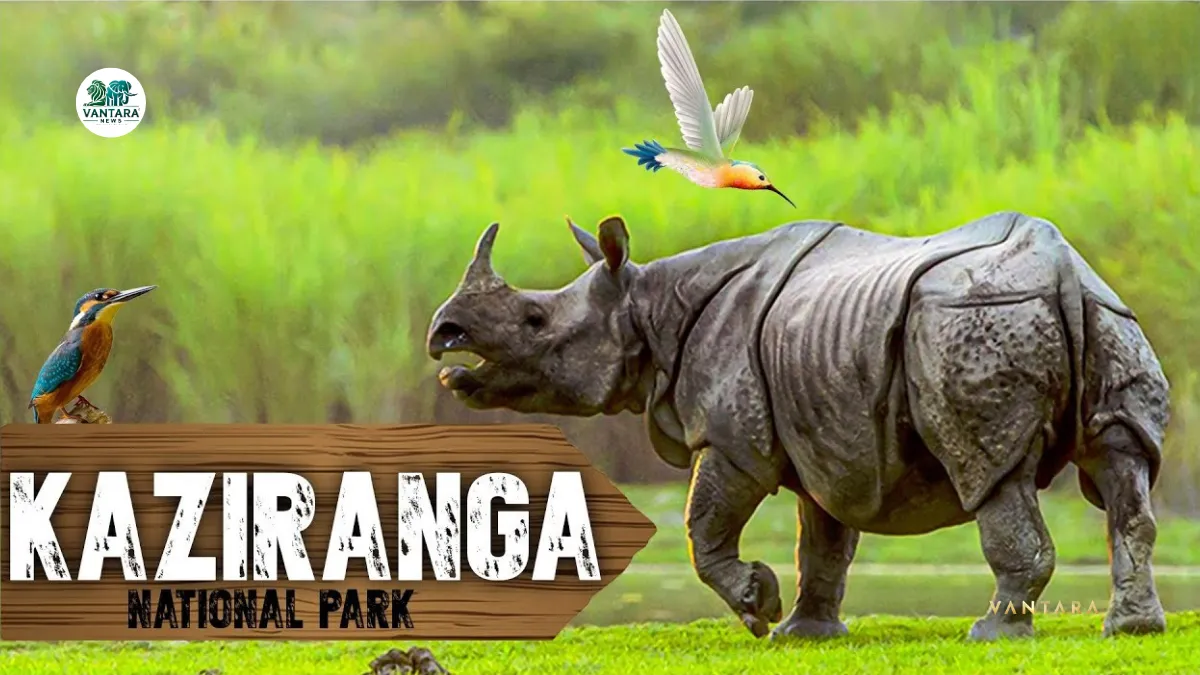 Kaziranga Wildlife