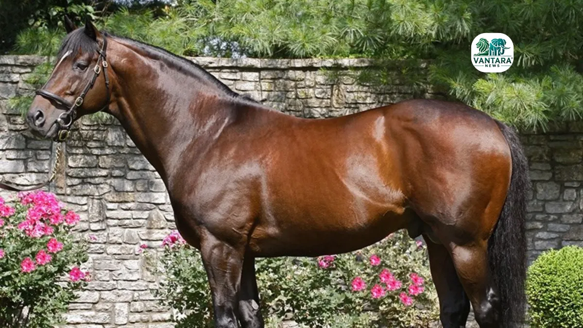 Fusaichi Pegasus
