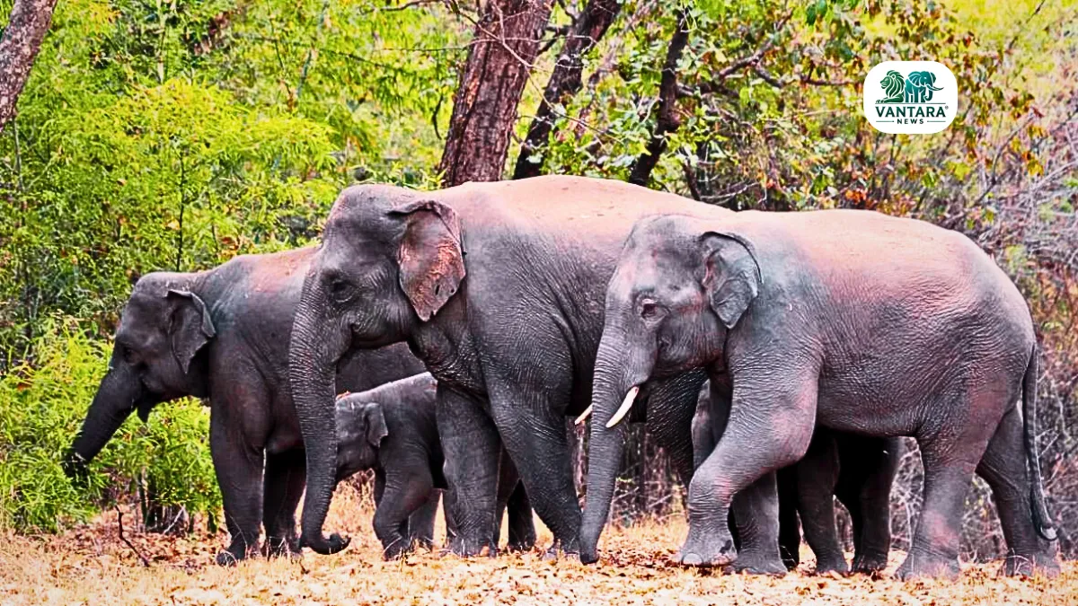 Bandhavgarh