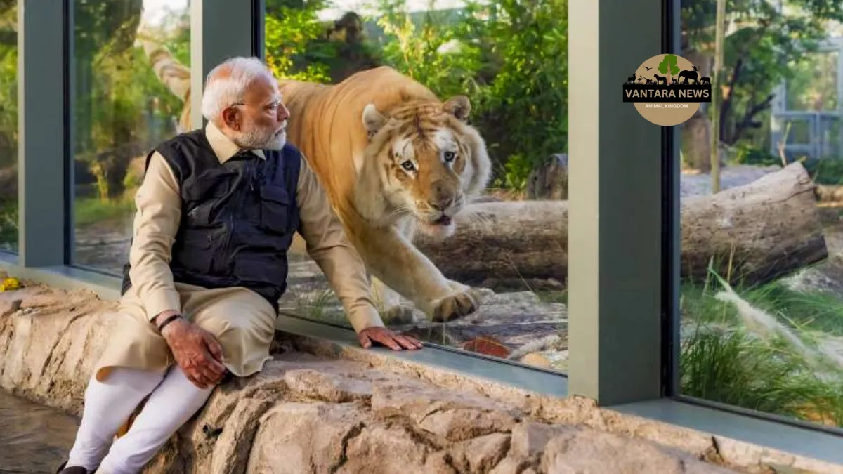 Prime Minister Narendra Modi Visit to Vantara