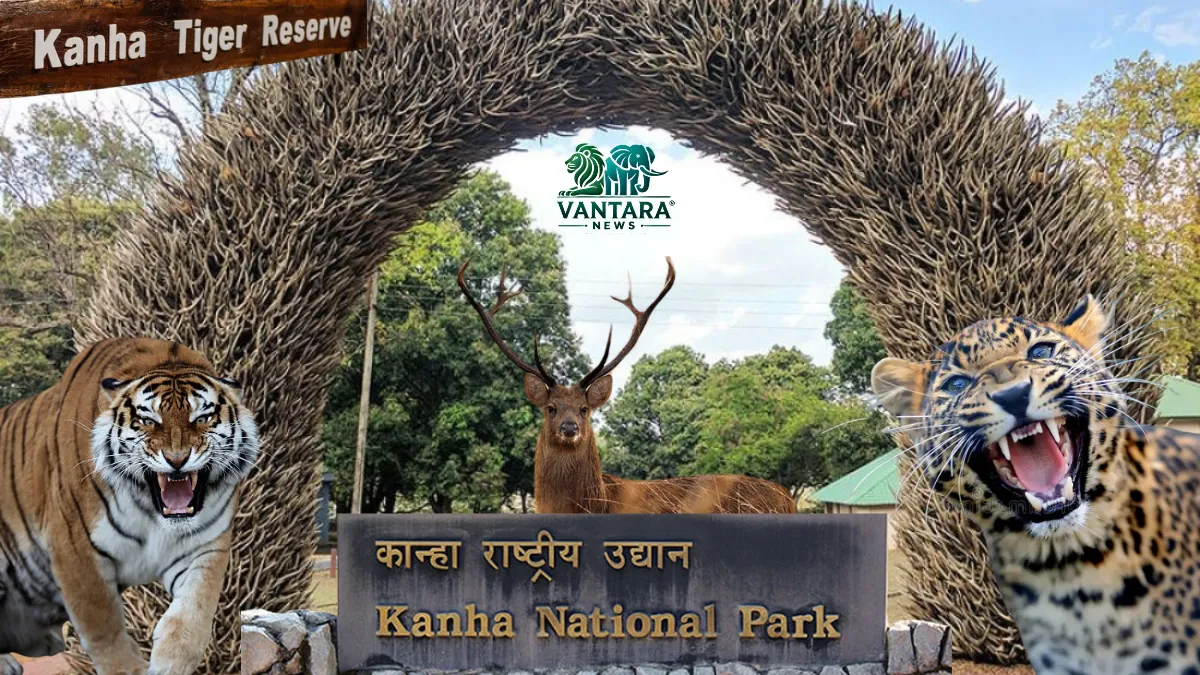 Kanha National Park timings, ticket prices