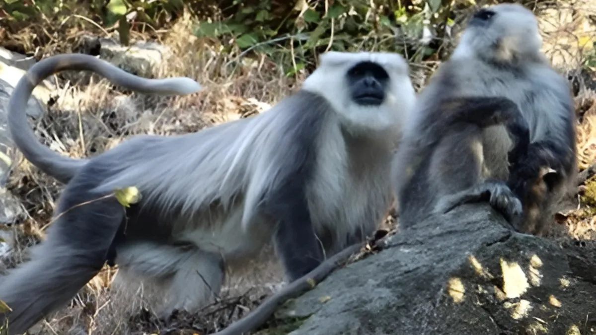 Wildlife conservation India