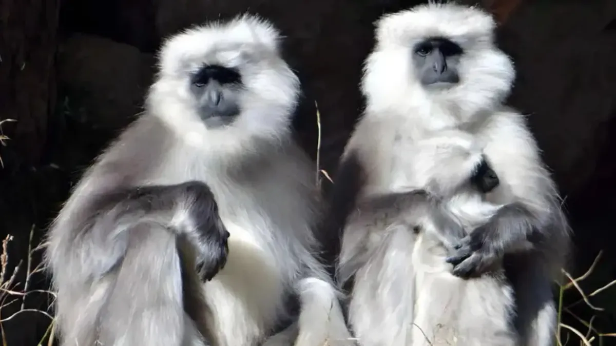 Wildlife conservation India