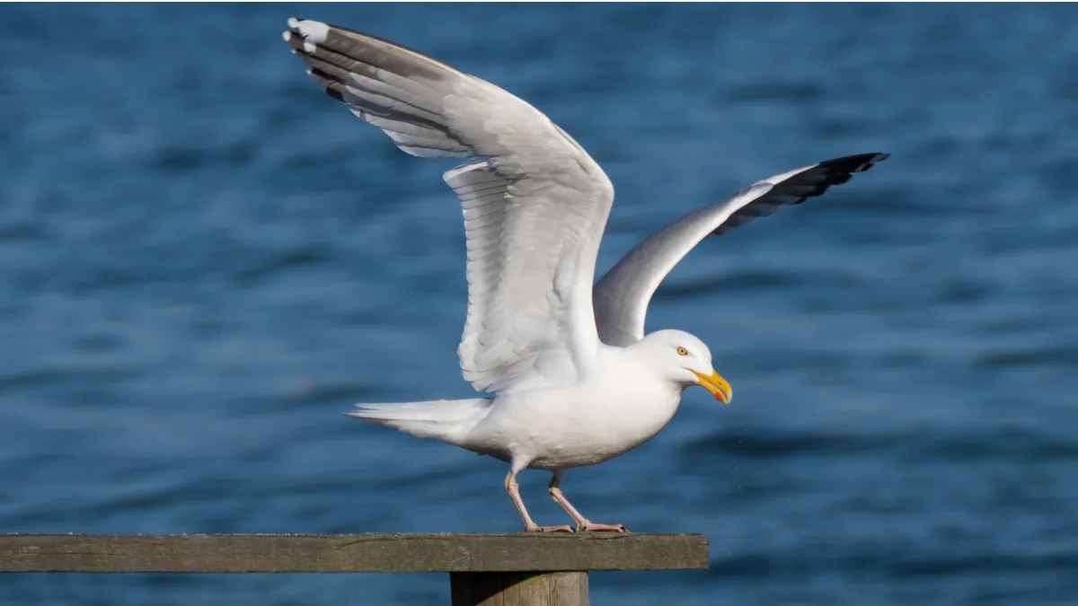 Seagull
