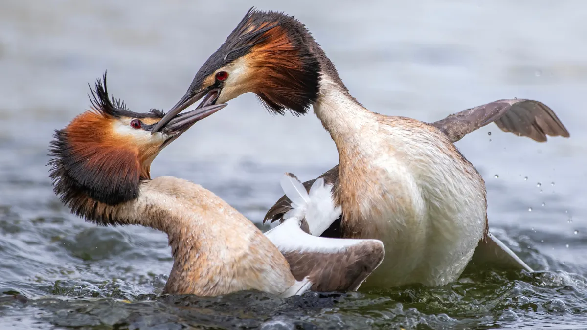 Grebe