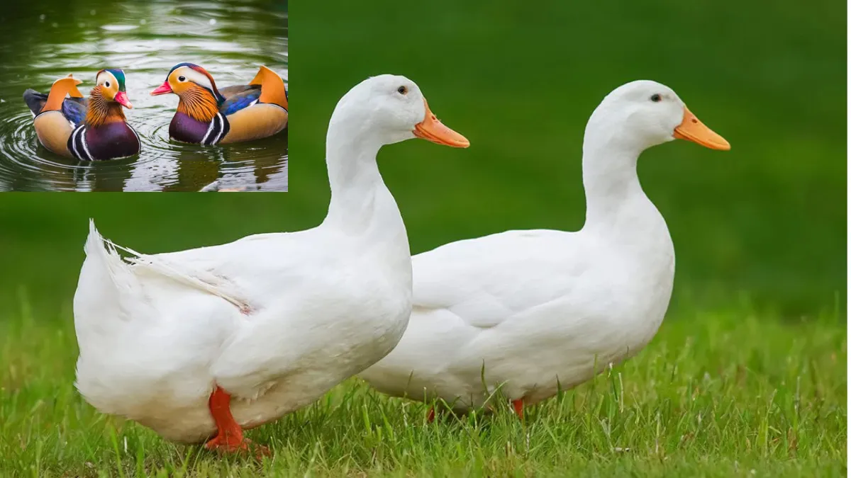 Duck