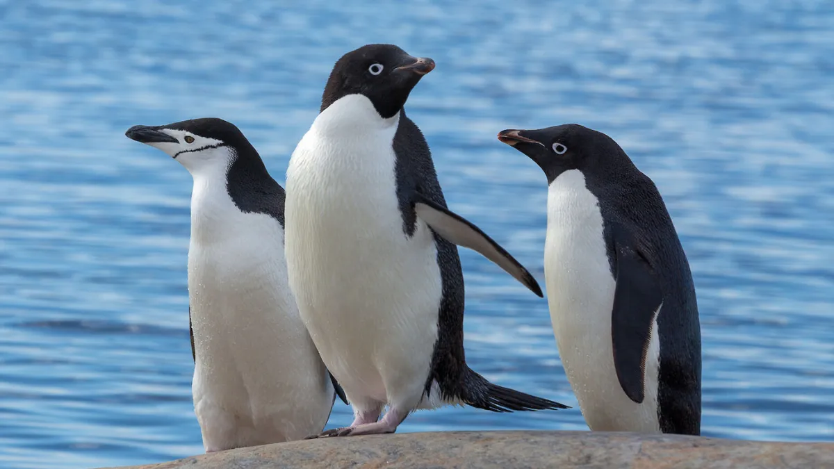 Penguin