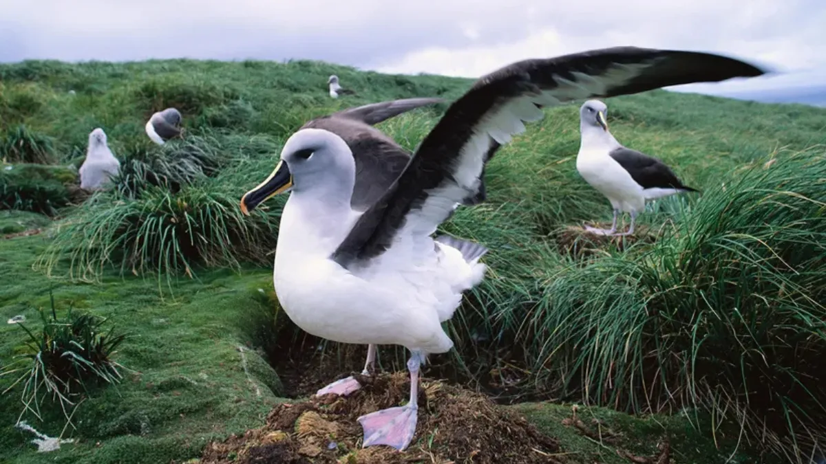 Albatross
