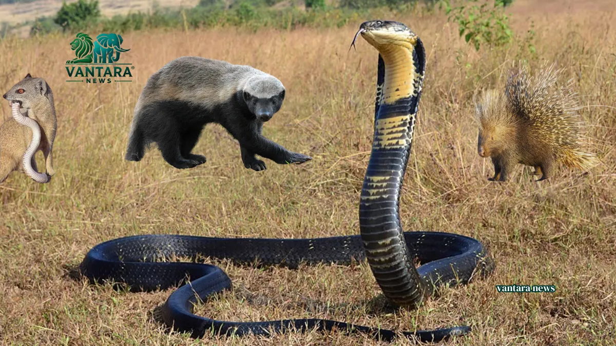 Animal fact