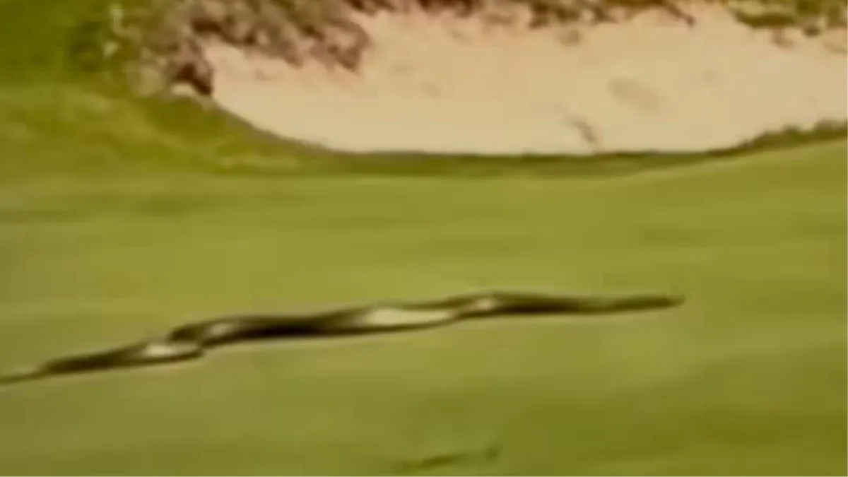Eastern brown snake