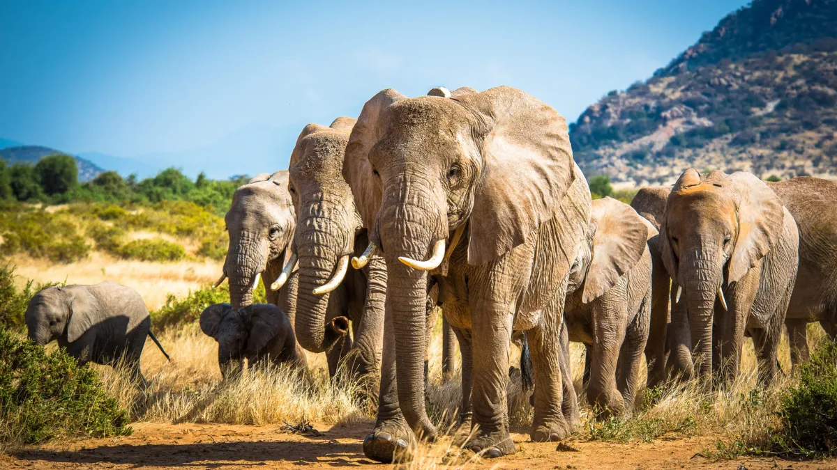 Elephant safari in India