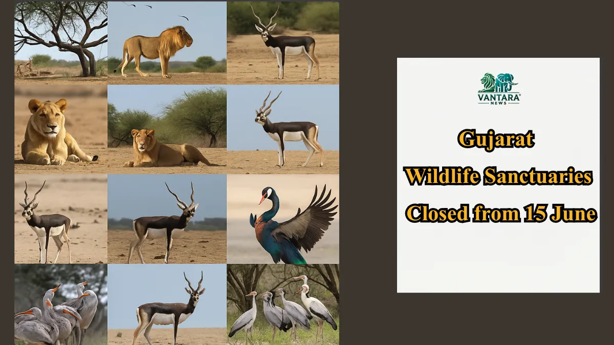 Gujarat Wildlife Sanctuaries Closed from 15 June